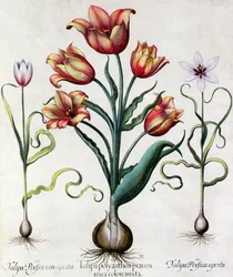 Tulipa Perfica non aperta, Tulipa Polyanthos Pracox, Tulipa Perfica aperta gegraveerd door Duitse School 17e eeuw